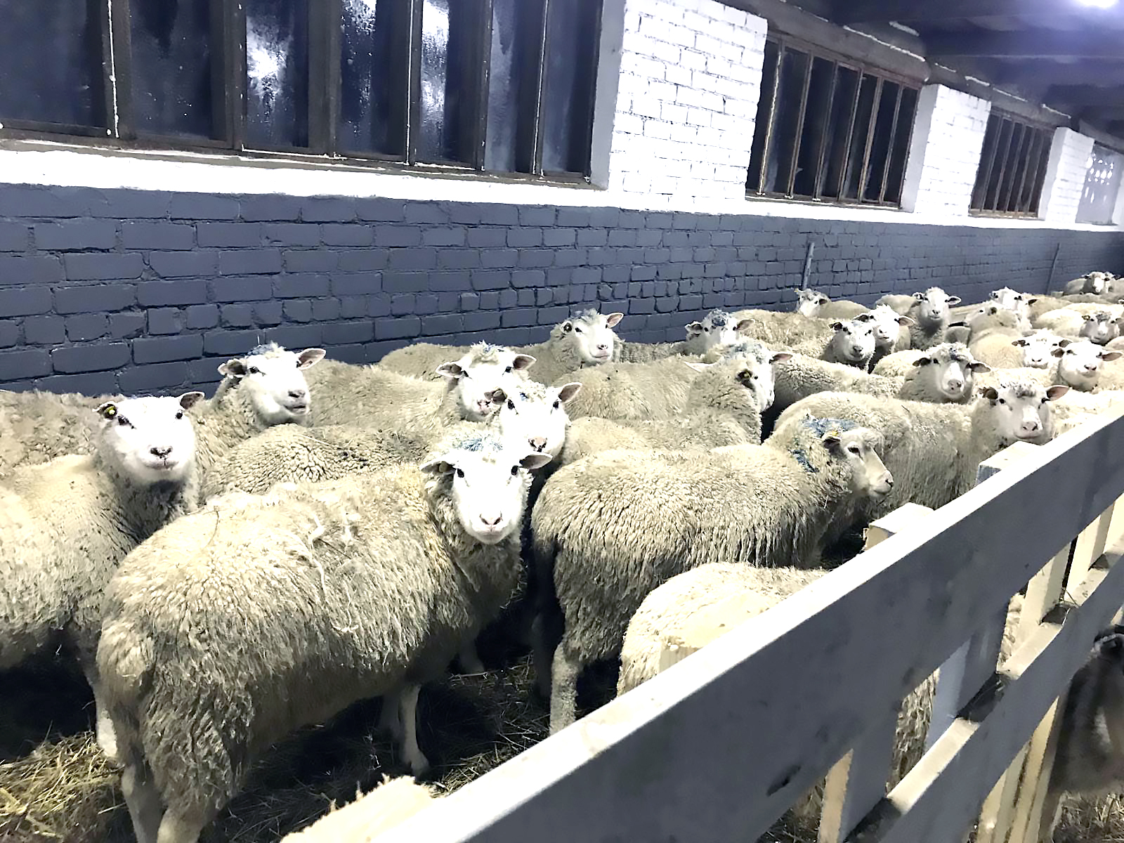В Краснинском районе  развивается овцеводство